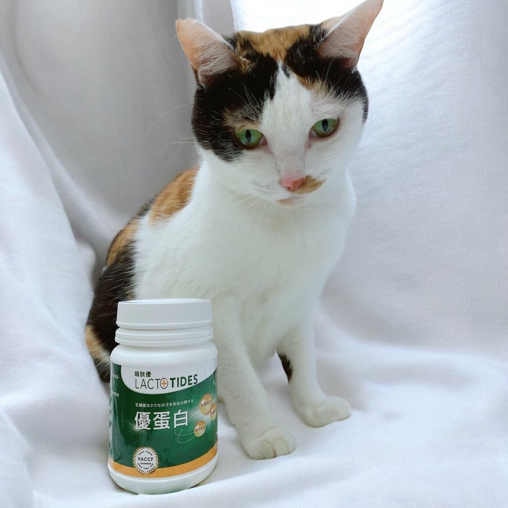 獨家寵物營養粉開箱｜萌肽優LactoTides｜全護型優蛋白