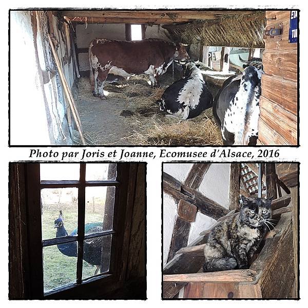 animaux 2.jpg