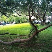 新竹光明新村