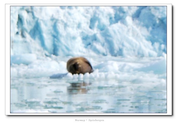 Spitsbergen_walrus2.jpg