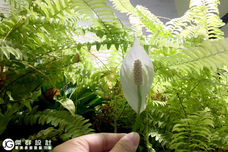 3格4格6格植生布北部台北植生墻廠商金獎布花園布盆栽垂直花園綠屋頂-綠色植生牆設計-植生牆費用價格-植生牆植物種植推薦-植生牆架-植生牆室內-室外植生牆-綠強植物選擇-綠牆DIY-綠牆設計-室內綠牆-綠牆價格-綠牆材料-綠牆公司-盆栽牆-壁掛式盆栽DIY-掛牆花盆-盆栽掛架-掛牆花架-盆栽掛籃-壁掛盆栽植物-綠化綠牆花牆植物牆設計製作diy佈置-植生牆施工工法優缺點-美化公寓陽台庭院花園園藝造景頂樓天台露台欄杆地板花架外推改造風水-室內耐陰觀葉盆栽花盆水耕植物種植種菜推薦材料-仿真人造浴室花架爬藤架佈置-傑群設計有限公司-植物與環境空間設計商空設計- if德國設計獎-特力集團特力屋植物美化-愛地球綠化-Plantwall-Greenwall-VerticalGarden