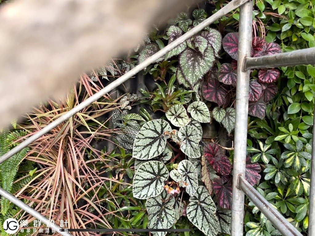 汐止社區陽台植生牆綠牆垂直花園陽台園藝設計-自動澆水自動澆灌系統-金獎布花園價格植生牆diy-植生牆工法-植栽牆植物牆diy-草皮牆-室內植生牆植物價格-人造植生牆diy-人造植生牆工法-人造植栽牆植物牆diy-人造草皮牆-室內植生牆植物價格-綠色植生牆設計-景觀園藝花藝設計-商業空間室內造景-人造景觀施工安裝-仿真造景佈置-熱帶雨林風格植物-綠牆失敗的原因陽光空氣水-人造花-擬真花仿真花-不雕花-訂製花藝作品擺飾拍攝道具-空間設計-櫥窗設計-居家擺飾-花藝空間設計-台北廠商-傑群設計有限公司-Plantwall-Greenwall-VerticalGarden