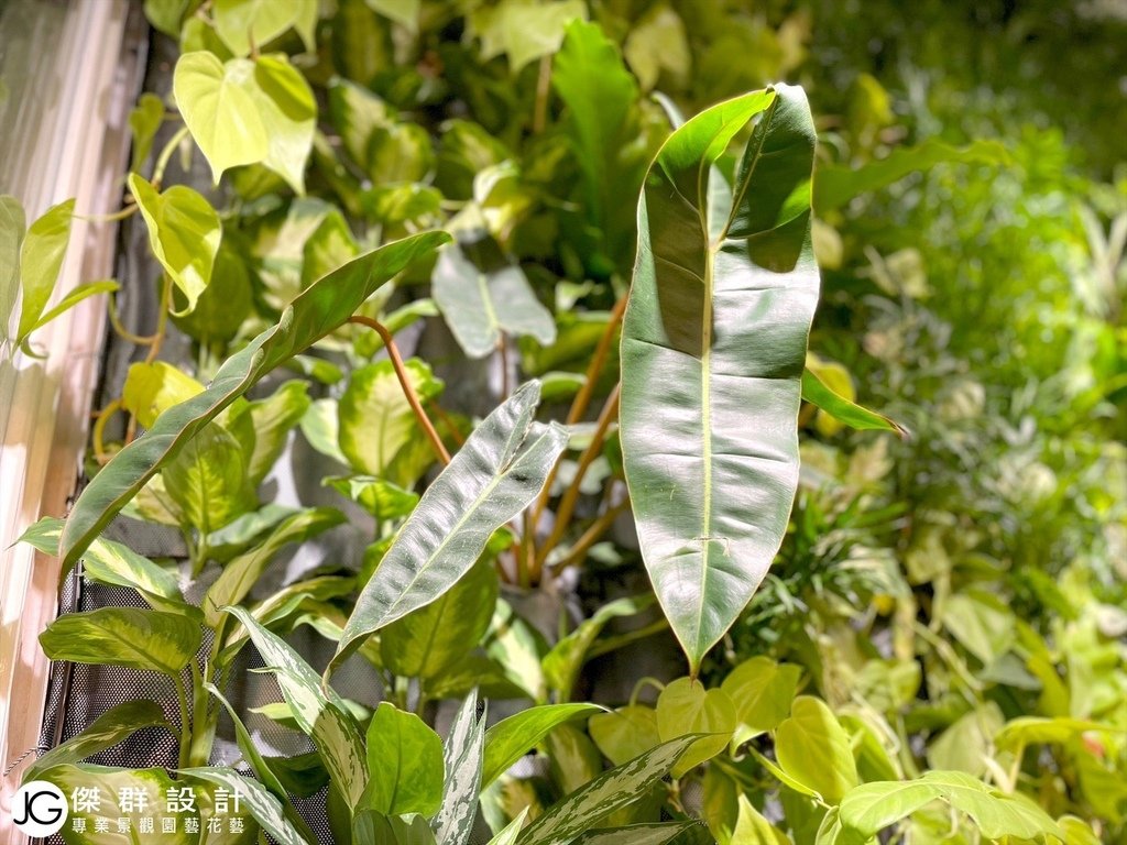 蘆洲商辦辦公室綠化-工廠設計垂直花園-社區陽台植生牆綠牆-宮崎駿動畫影片-百貨公司綠牆-室內植生牆diy-植生牆缺點-植生牆植物推薦-戶外植物牆-植物牆植物-植栽牆植物-植栽牆diy-陽台植物牆綠化設計-植生牆工法-陽台植栽設計-鹿角蕨牆-植物牆diy-布花園人造花牆-植生牆施工圖-生態牆-綠牆植物選擇-陽台植生牆diy-植物牆設計費用價格-陽台圍牆設計-陽台植栽佈置-假盆栽哪裡買-假花牆設計-台北廠商-傑群設計有限公司-Plantwall-Greenwall-VerticalGarden