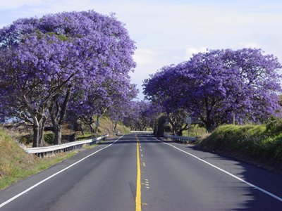 jacarandao0.jpg