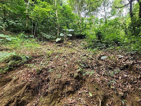 真心堡農場生態覺醒家園山林.jpg