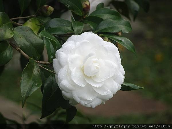 DSC00625.JPG
