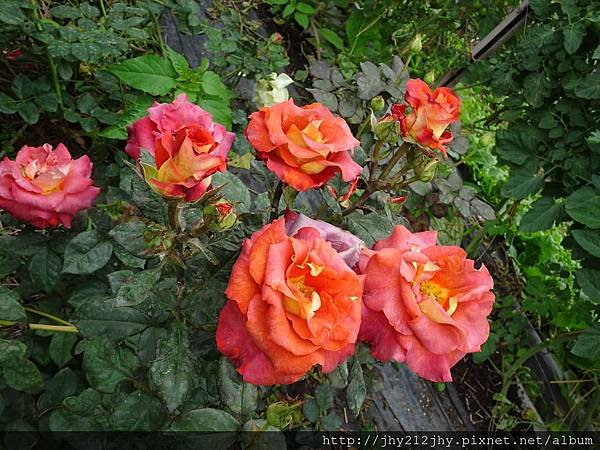 DSC03307.JPG
