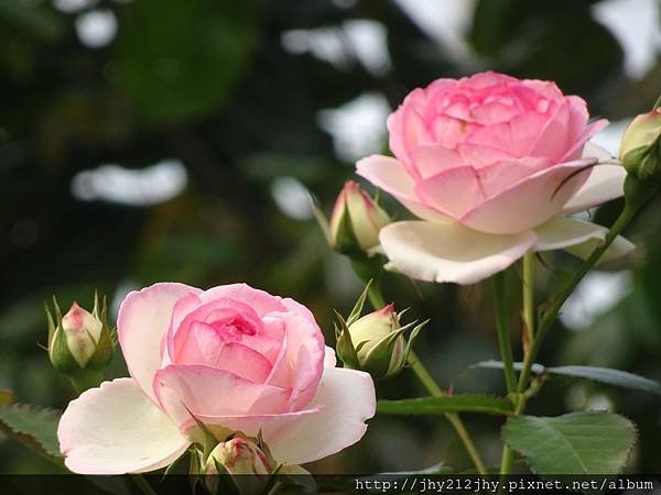DSC02386.JPG