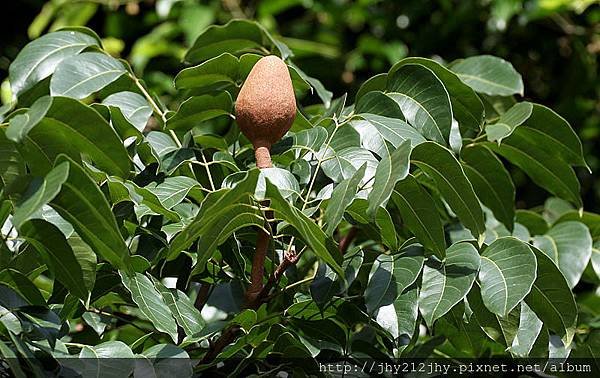 Fruit_with_leaves_at_Branch_Canopy_I_IMG_8673[1].jpg