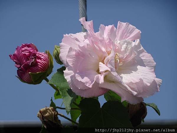 DSC06731.JPG