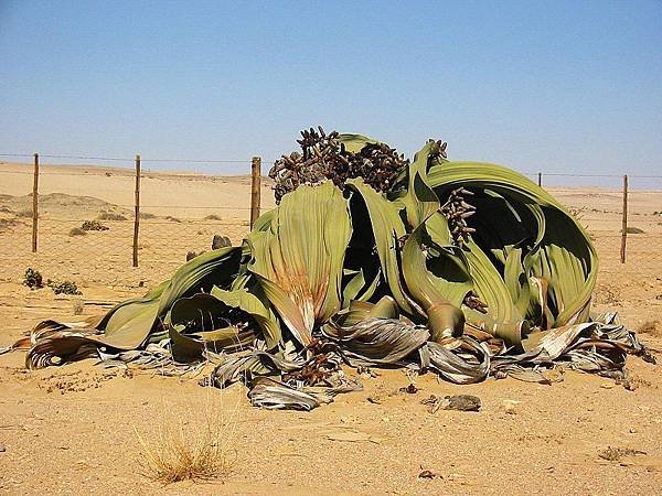 800px-Welwitschia_mirabilis(2).jpg