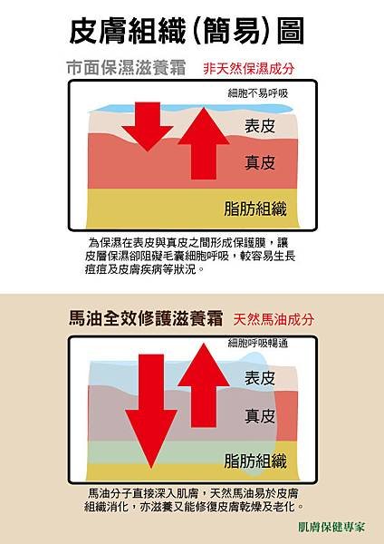 皮膚組織圖-潔芬馬油全效修護滋養霜.jpg