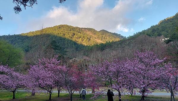 武陵賞櫻之旅