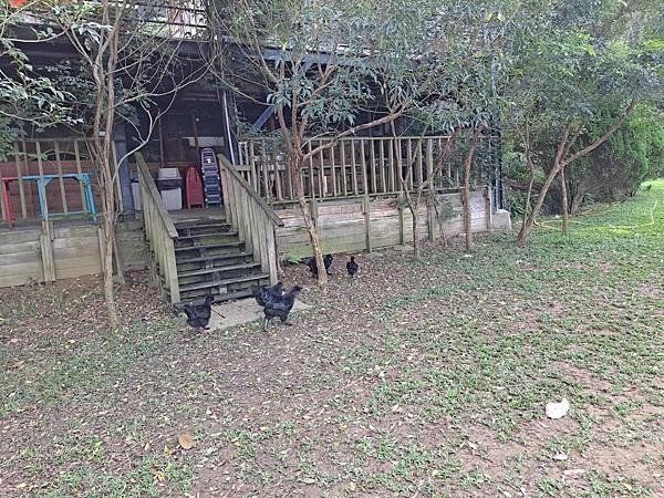 【新北市八里】【親子餐廳】【農場/牧場】 免費景點 桃樂絲森