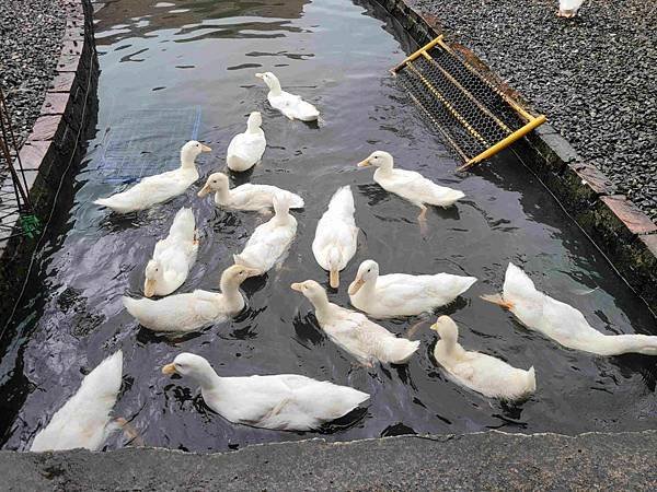 ※宜蘭縣礁溪鄉※ 甲鳥園/ 謝記休閒農場-鴨寮故事館 餵鴨.