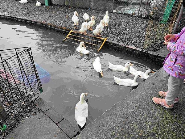 ※宜蘭縣礁溪鄉※ 甲鳥園/ 謝記休閒農場-鴨寮故事館 餵鴨.