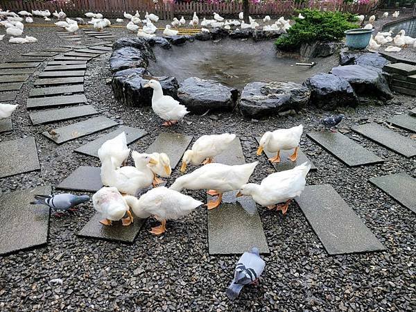 ※宜蘭縣礁溪鄉※ 甲鳥園/ 謝記休閒農場-鴨寮故事館 餵鴨.