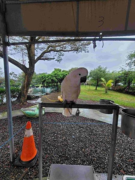 ※宜蘭縣礁溪鄉※ 甲鳥園/ 謝記休閒農場-鴨寮故事館 餵鴨.