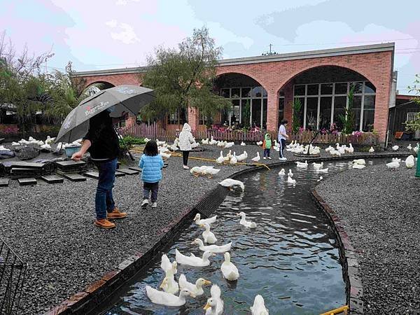 ※宜蘭縣礁溪鄉※ 甲鳥園/ 謝記休閒農場-鴨寮故事館 餵鴨.