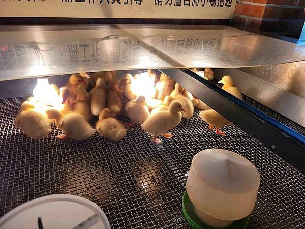 ※宜蘭縣礁溪鄉※ 甲鳥園/ 謝記休閒農場-鴨寮故事館 餵鴨.