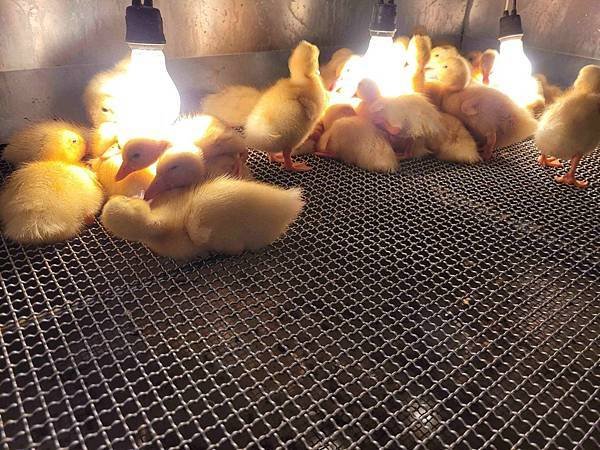 ※宜蘭縣礁溪鄉※ 甲鳥園/ 謝記休閒農場-鴨寮故事館 餵鴨.