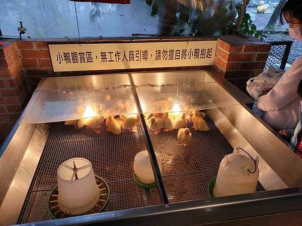 ※宜蘭縣礁溪鄉※ 甲鳥園/ 謝記休閒農場-鴨寮故事館 餵鴨.