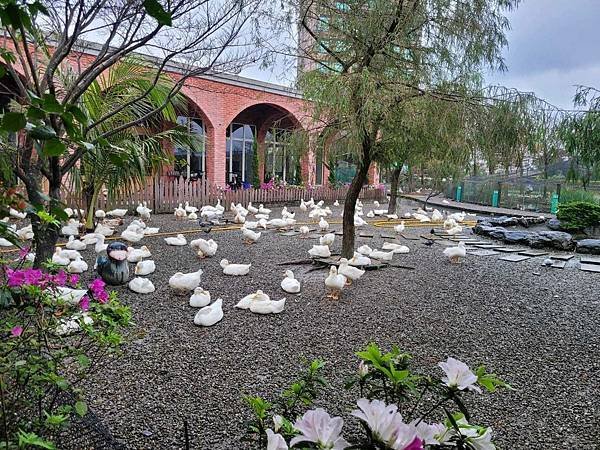 ※宜蘭縣礁溪鄉※ 甲鳥園/ 謝記休閒農場-鴨寮故事館 餵鴨.