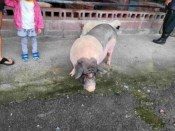 ※ 宜蘭縣冬山鄉 ※ 【農場/牧場】心心農家樂 不另外收費動