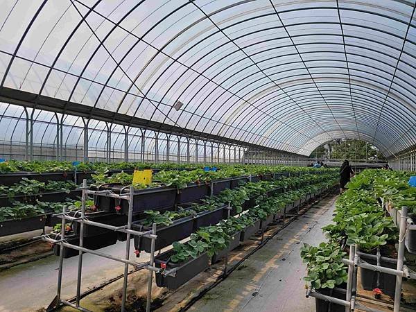 ※桃園青埔※【農場/牧場】2021開幕 草莓學校 親子DIY
