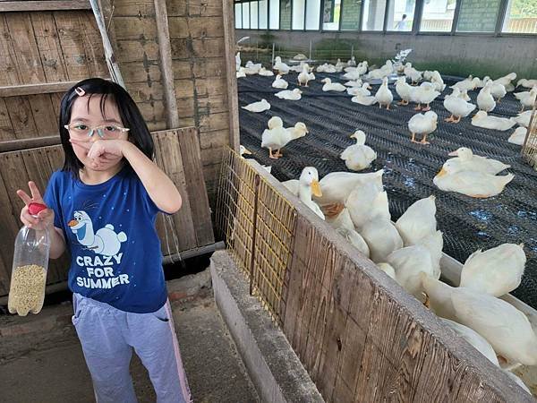 ※宜蘭縣礁溪鄉※ 甲鳥園/ 謝記休閒農場-鴨寮故事館 餵鴨.