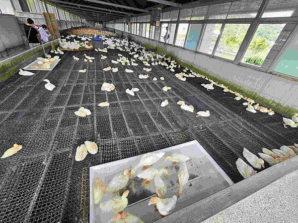 ※宜蘭縣礁溪鄉※ 甲鳥園/ 謝記休閒農場-鴨寮故事館 餵鴨.