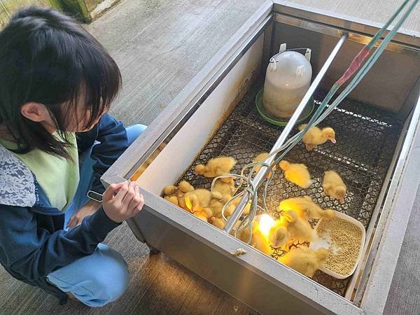 ※宜蘭縣礁溪鄉※ 甲鳥園/ 謝記休閒農場-鴨寮故事館 餵鴨.