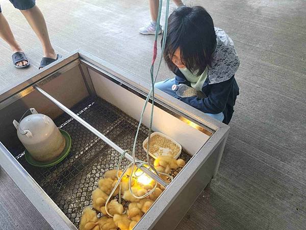 ※宜蘭縣礁溪鄉※ 甲鳥園/ 謝記休閒農場-鴨寮故事館 餵鴨.