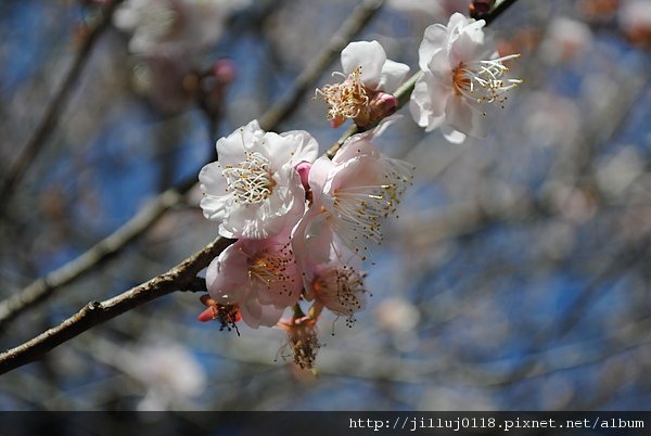 DSC_0984.jpg
