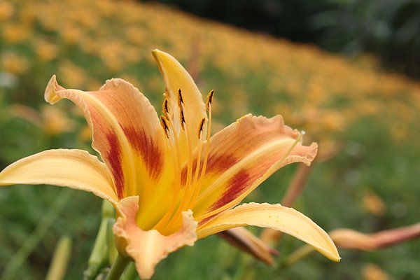 IMG_1436.JPG