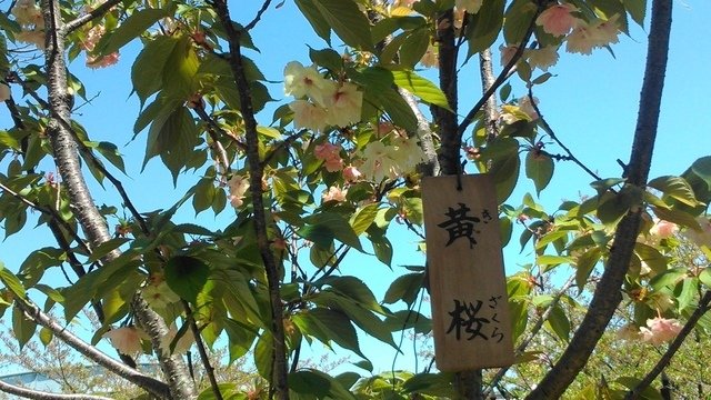 2014京阪神奈賞櫻六日行-Day 6 大阪造幣局（下）賦歸