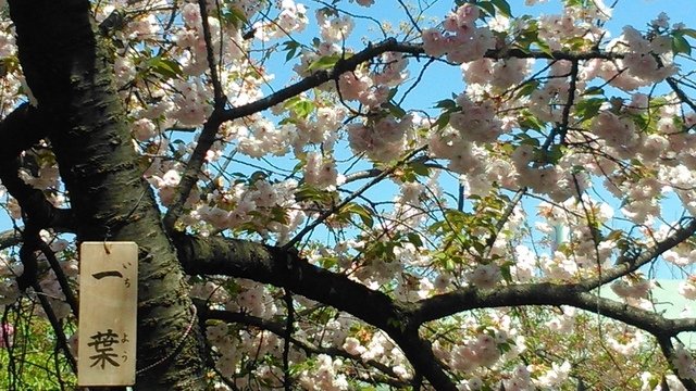 2014京阪神奈賞櫻六日行-Day 6 大阪造幣局（下）賦歸