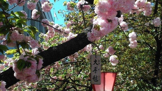 2014京阪神奈賞櫻六日行-Day 6 大阪造幣局（下）賦歸