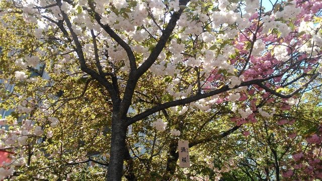 2014京阪神奈賞櫻六日行-Day 6 大阪造幣局（下）賦歸