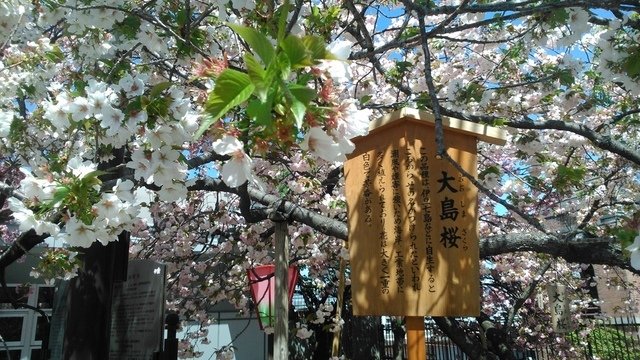 2014京阪神奈賞櫻六日行-Day 6 大阪造幣局（下）賦歸