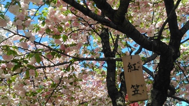 2014京阪神奈賞櫻六日行-Day 6 大阪造幣局（下）賦歸