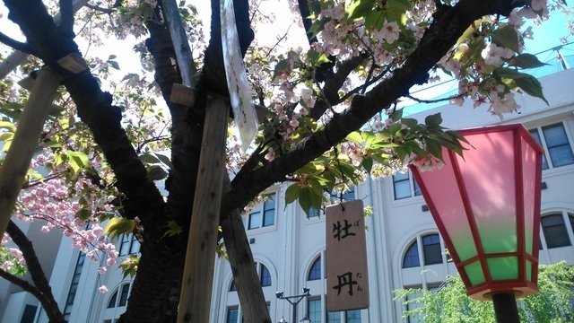 2014京阪神奈賞櫻六日行-Day 6 大阪造幣局（中）