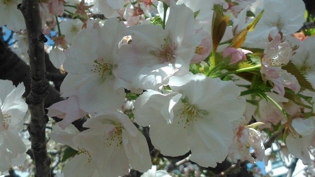2014京阪神奈賞櫻六日行-Day 6 大阪造幣局（上）