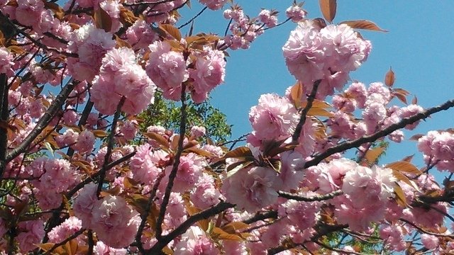 2014京阪神奈賞櫻六日行-Day 6 大阪造幣局（上）