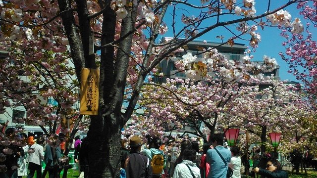 2014京阪神奈賞櫻六日行-Day 6 大阪造幣局（上）