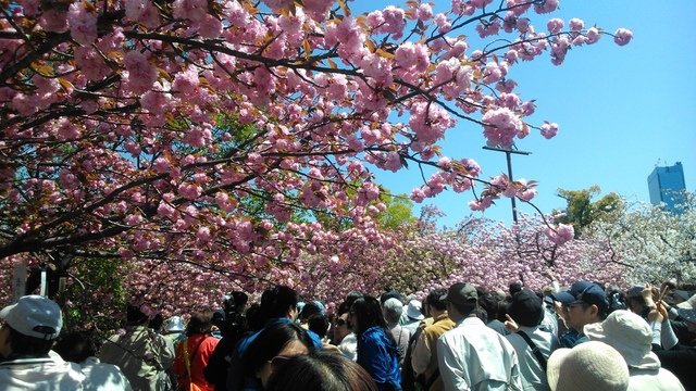 2014京阪神奈賞櫻六日行-Day 6 大阪造幣局（上）