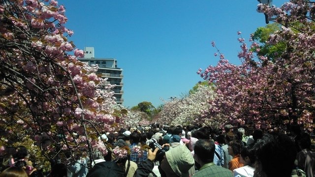 2014京阪神奈賞櫻六日行-Day 6 大阪造幣局（上）