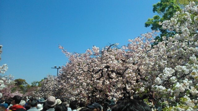 2014京阪神奈賞櫻六日行-Day 6 大阪造幣局（上）
