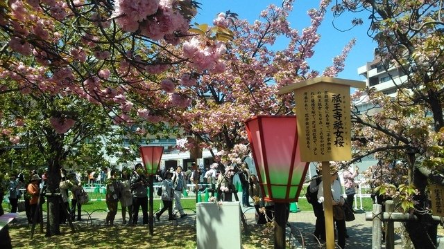 2014京阪神奈賞櫻六日行-Day 6 大阪造幣局（上）