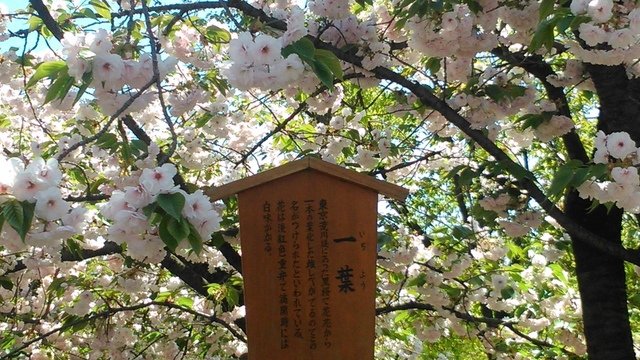 2014京阪神奈賞櫻六日行-Day 6 大阪造幣局（上）